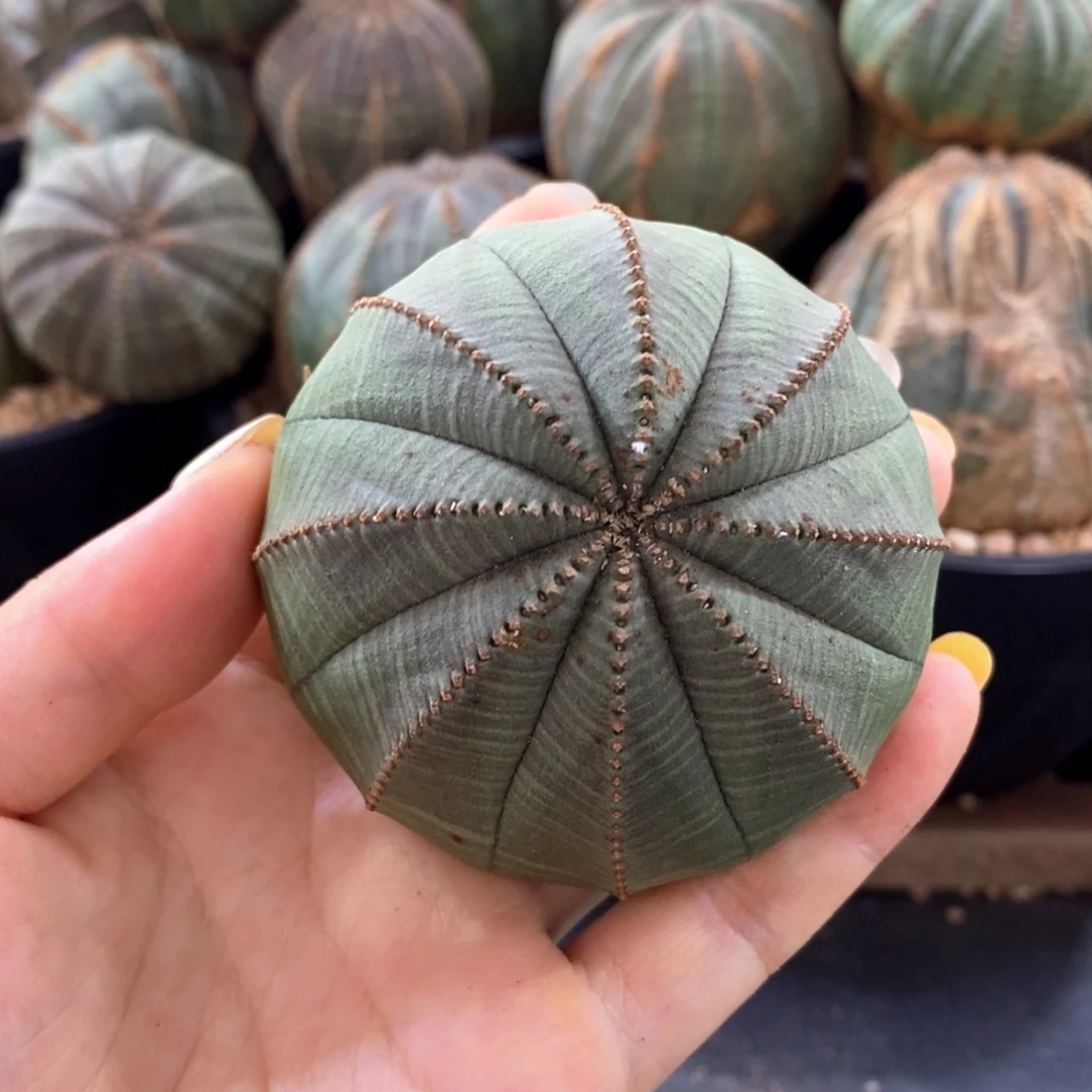 欧系实生布纹球一物一拍特价有疤