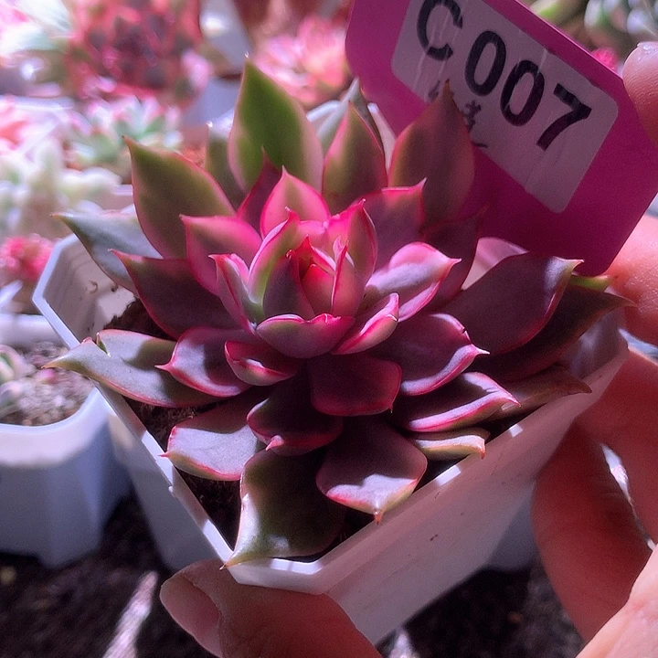 红莲覆轮锦有根有