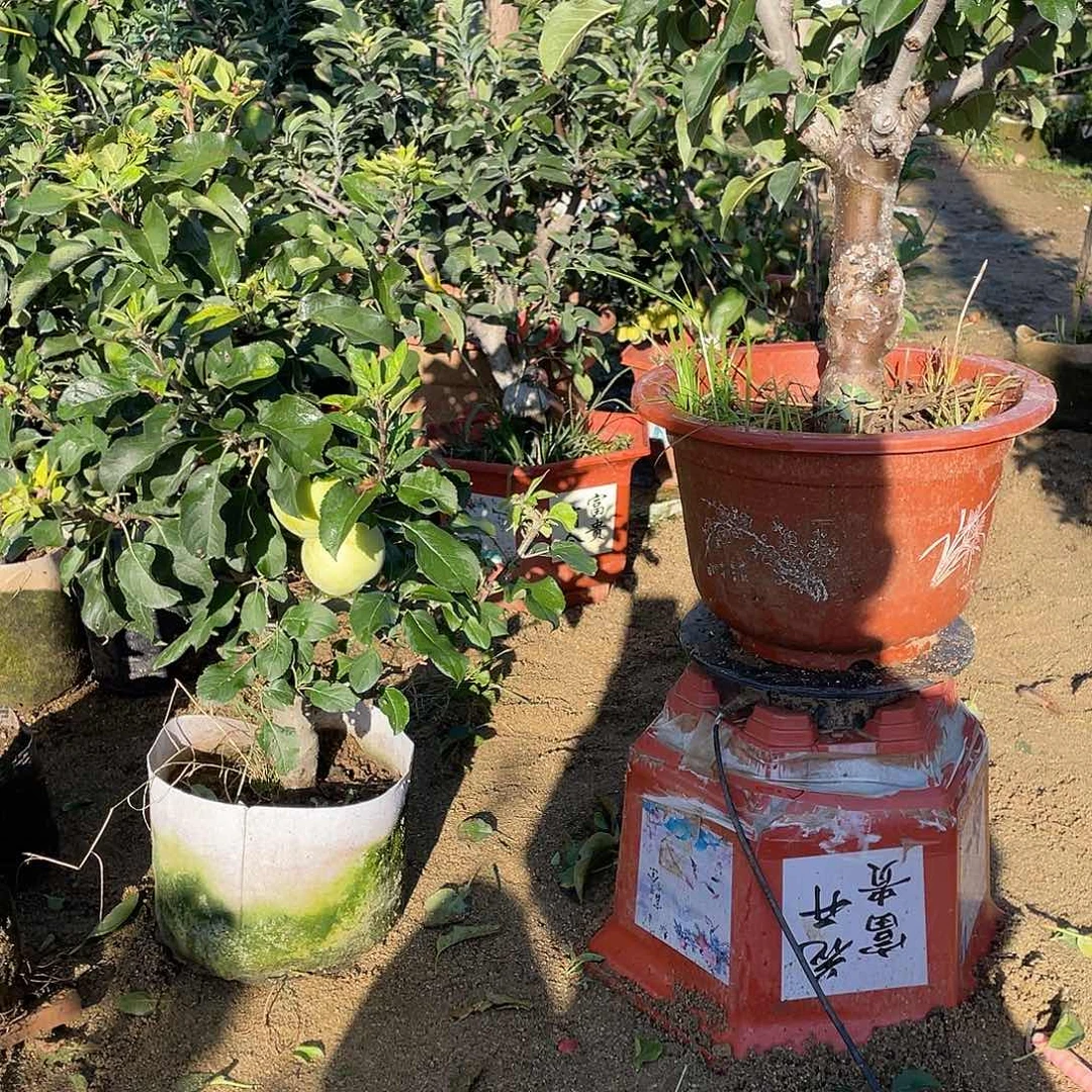 苹果树一物一拍苹果树
