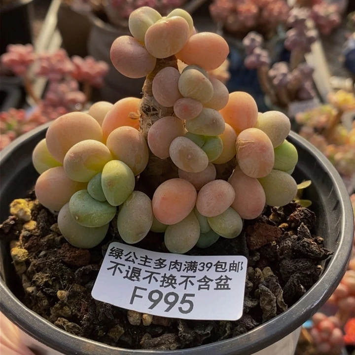 橘子香水洛神老桩8cm995多肉植物