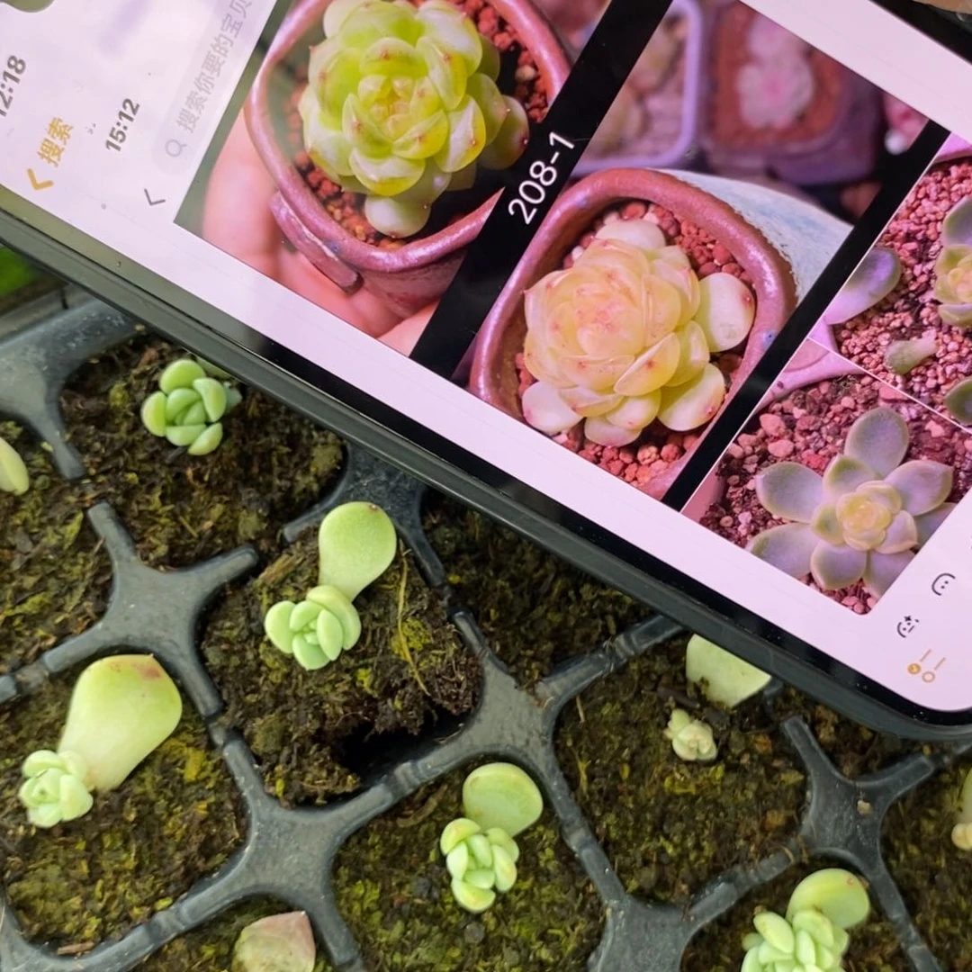 穴盘甜心208-1叶插小小苗一个多肉