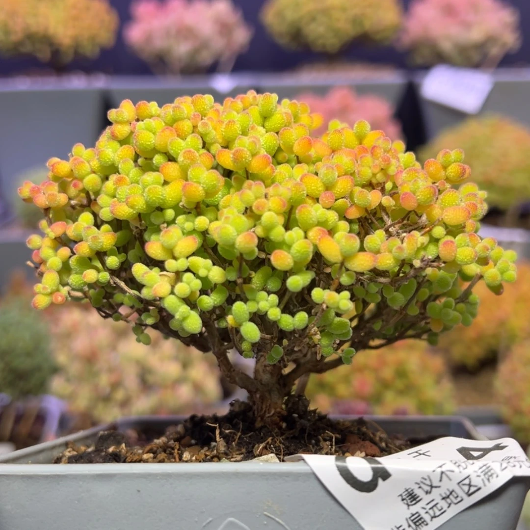 【闪购商品】d744老桩金桔糖球冠幅10.5cm