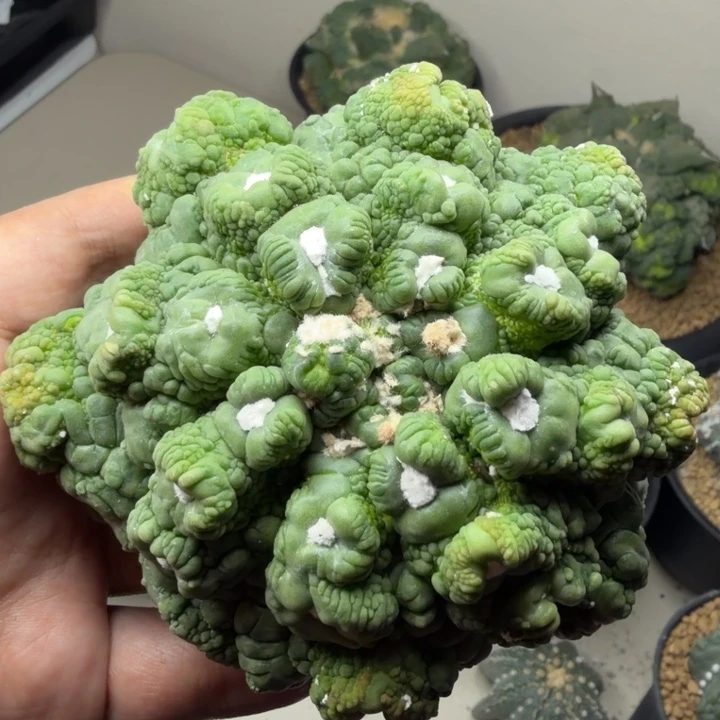 巨大怒悟空11cm目前