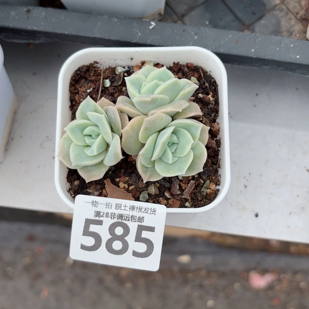 可爱玫瑰无盆土发货