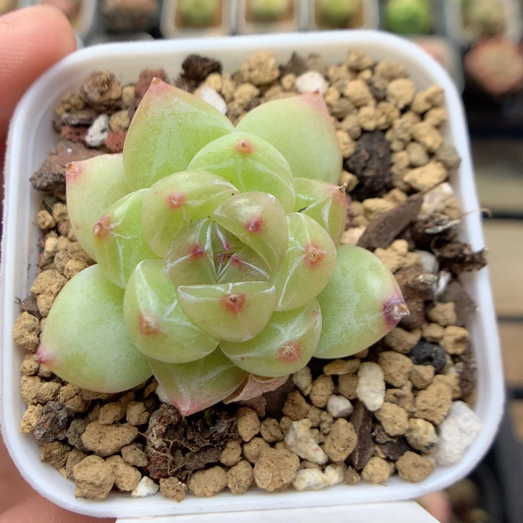 B66灯泡珍妮优选y y y y y