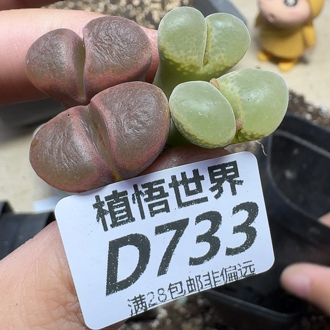 多肉植物的人生fgb