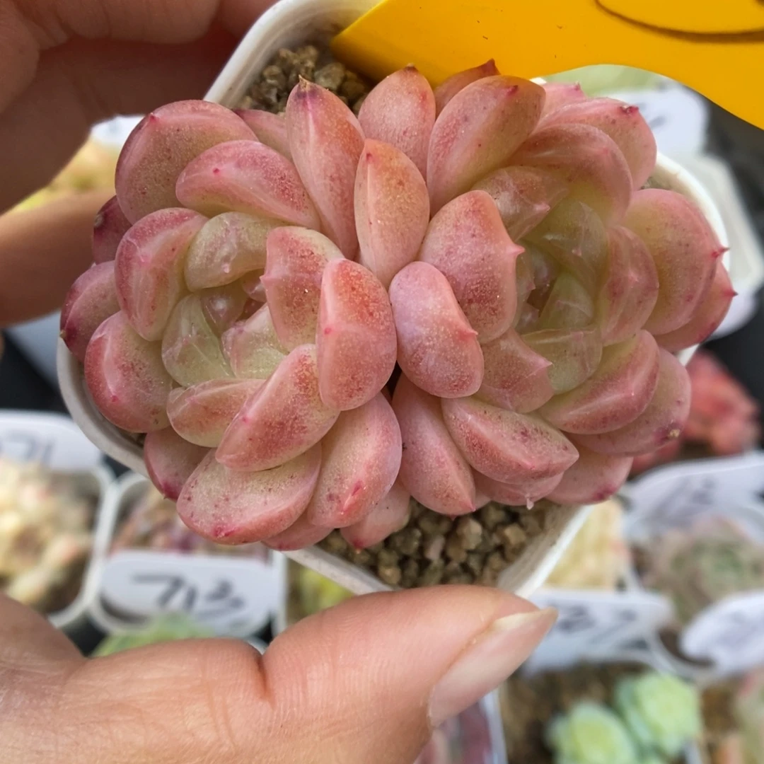 油透珍妮可拍653号