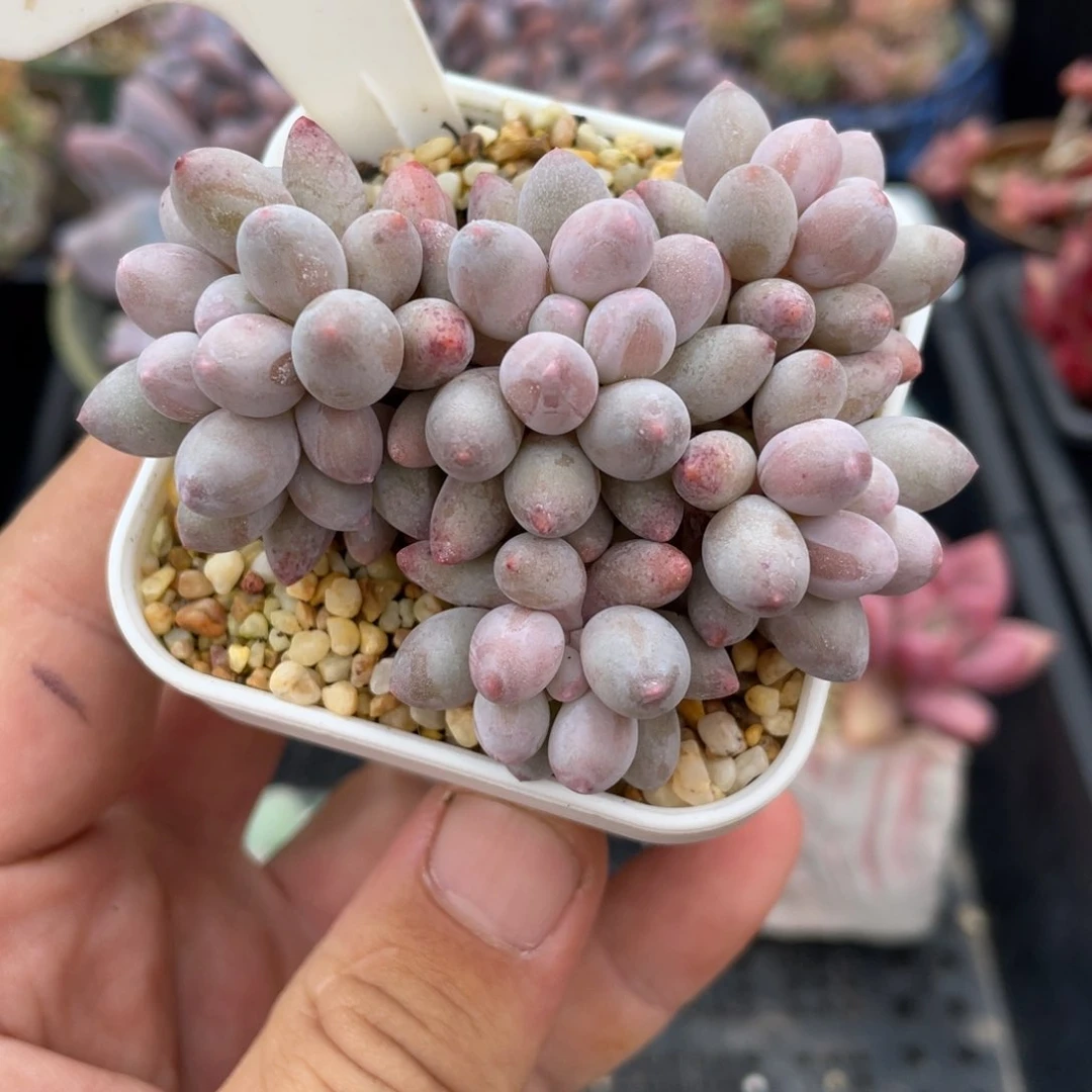 0105婴儿手指不带盆7厘米