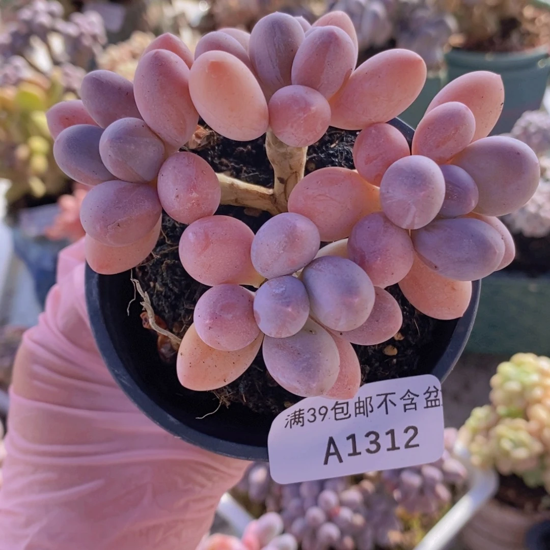 香水手指奶8cm1312多肉植物