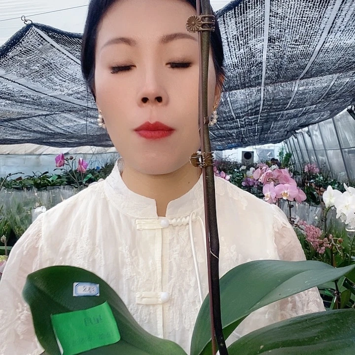 无花朵星月大舌头蝴蝶兰