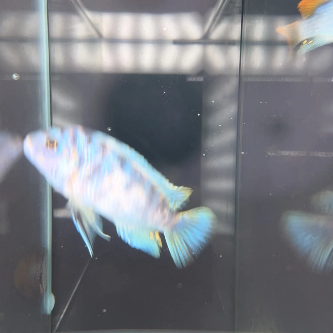 三间鱼阿****2红旗蓝➕350mc
