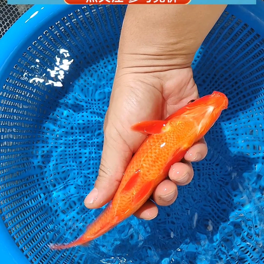 锦鲤满色满鳍极品火力