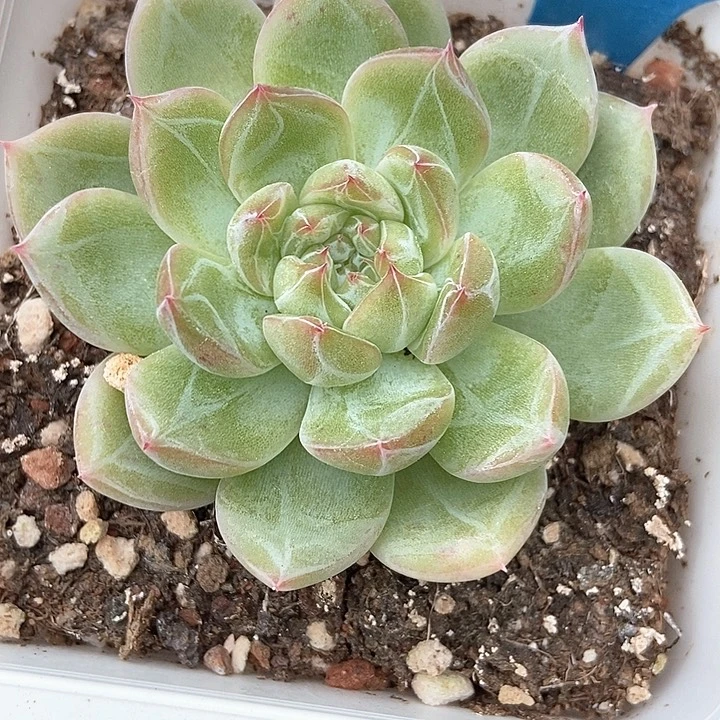 多肉植物雪花珍妮6150