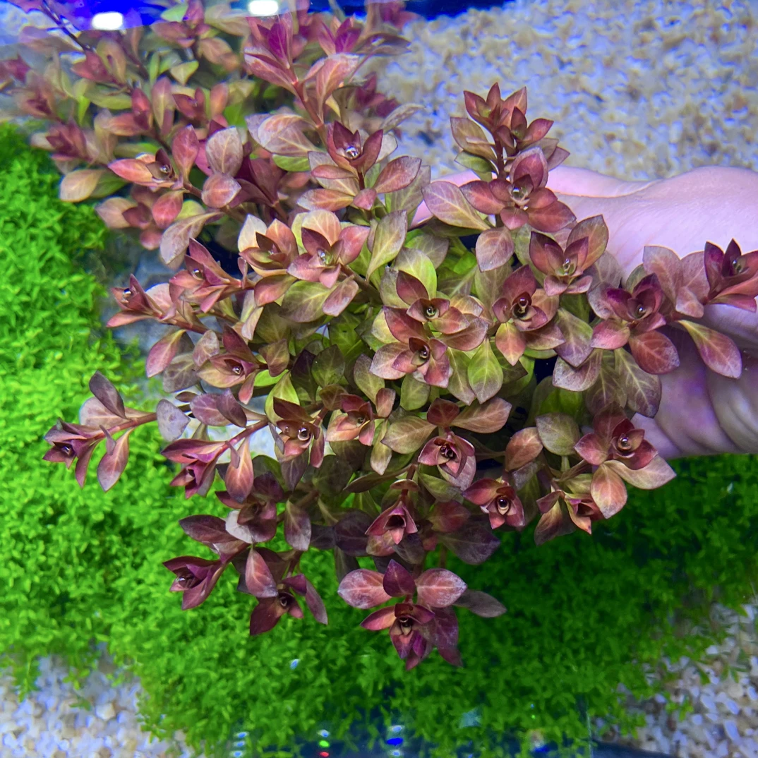 粉红丁香坨草鱼缸造景水草