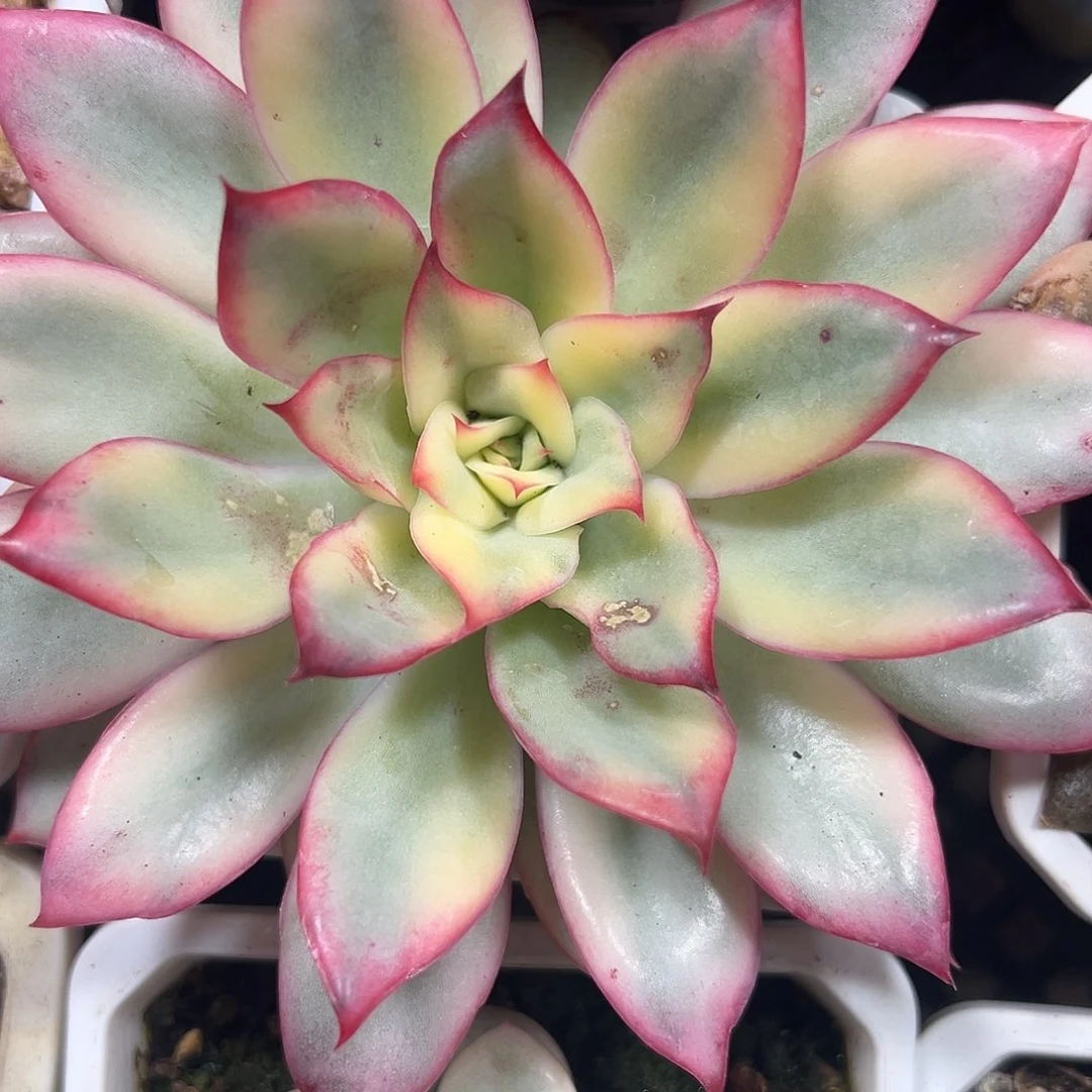 满38包邮月光女神锦