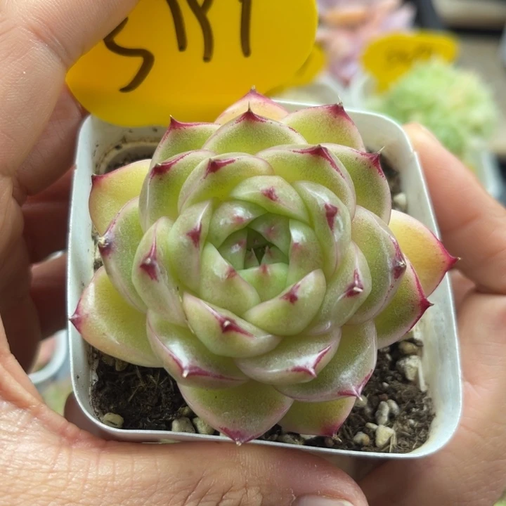 肥圆包边线麦秆5797