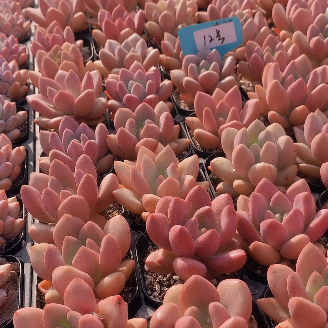 12号桃花源两颗245677889