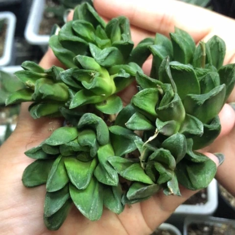 美惠寿3颗一起哈哈哈哈