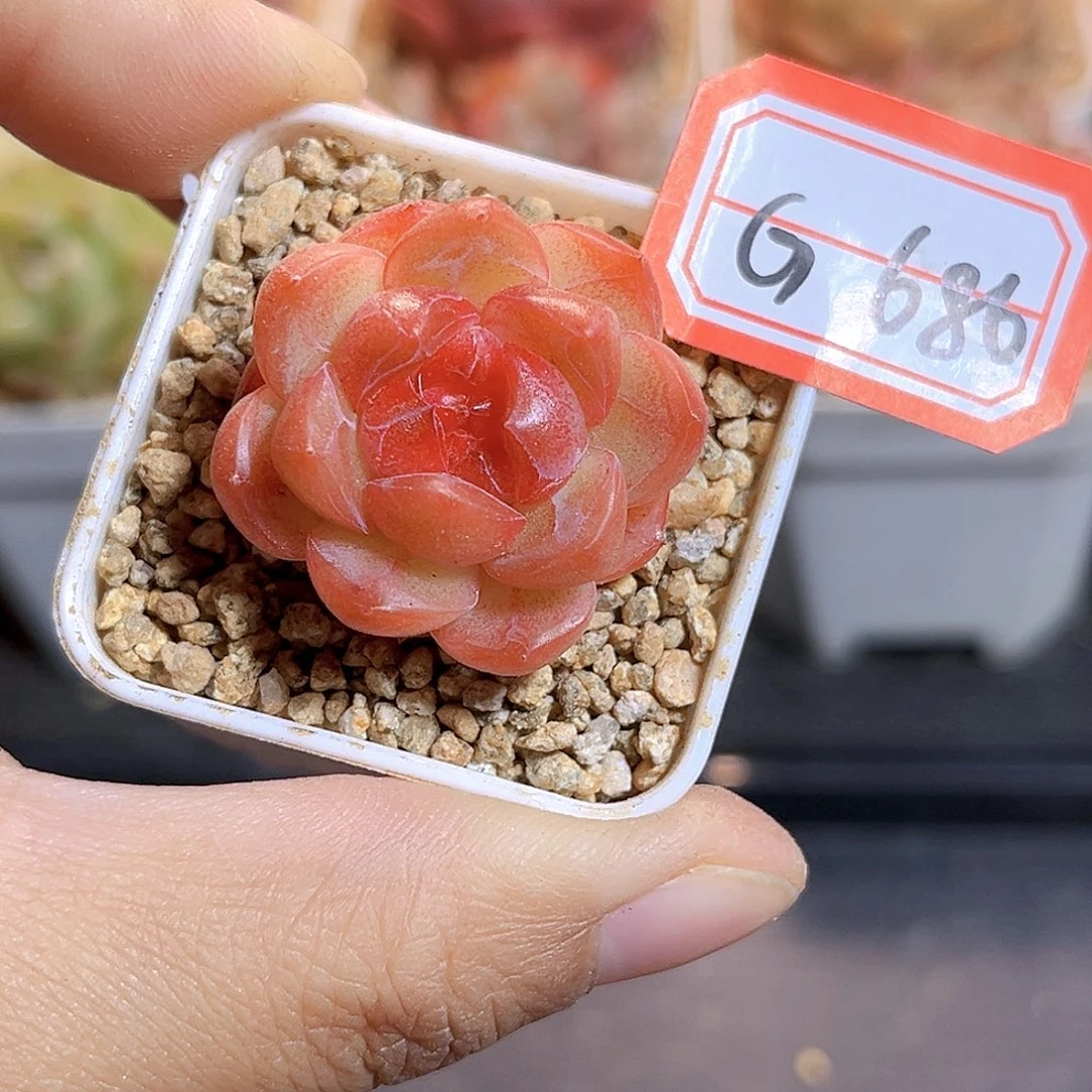 G686  孤品珍妮多肉