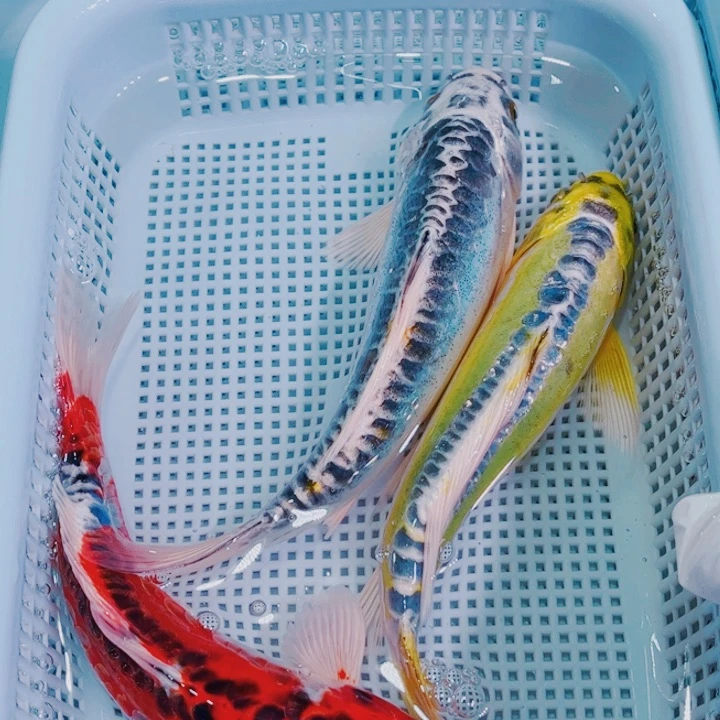 海水鱼锦鲤冷水鱼125