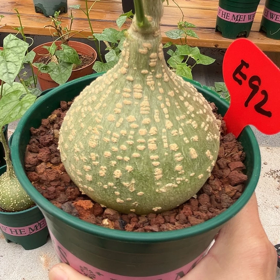 潮流植物睡不袋，E92