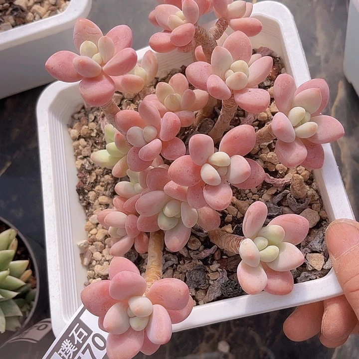 洛神0570多肉植物