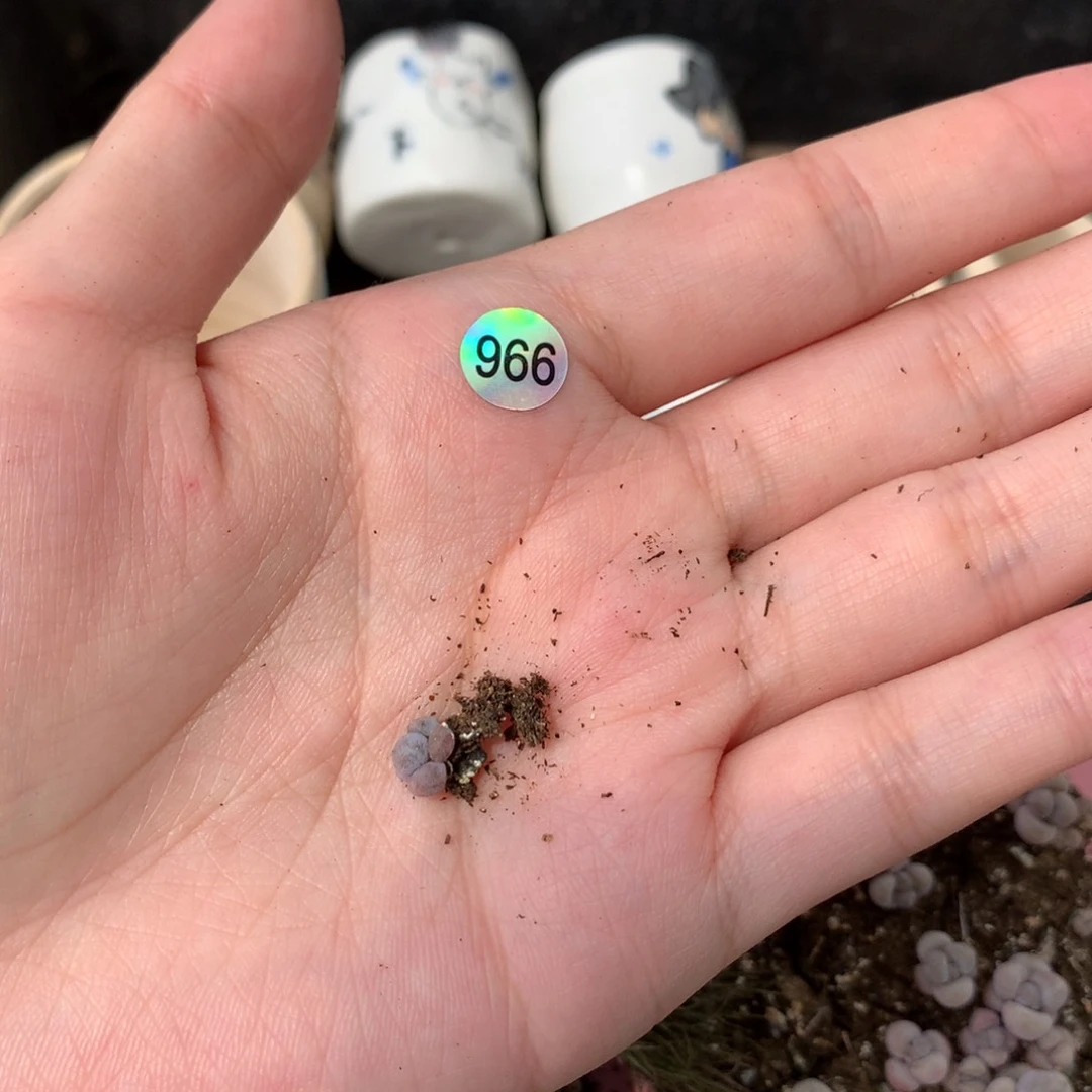 小奶泡哈哈哈哈哈哈哈哈哈哈966