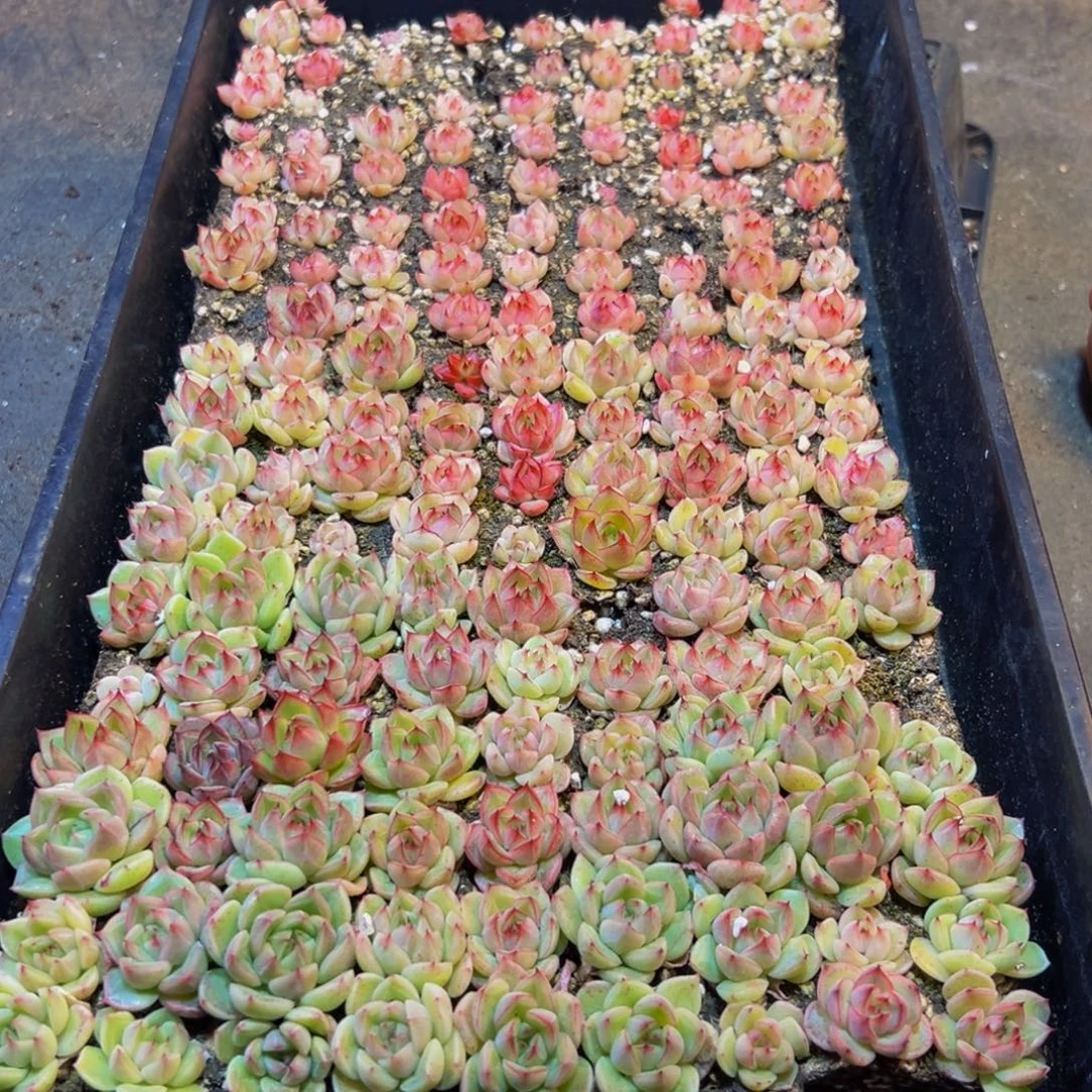 874大热的小伙伴们快