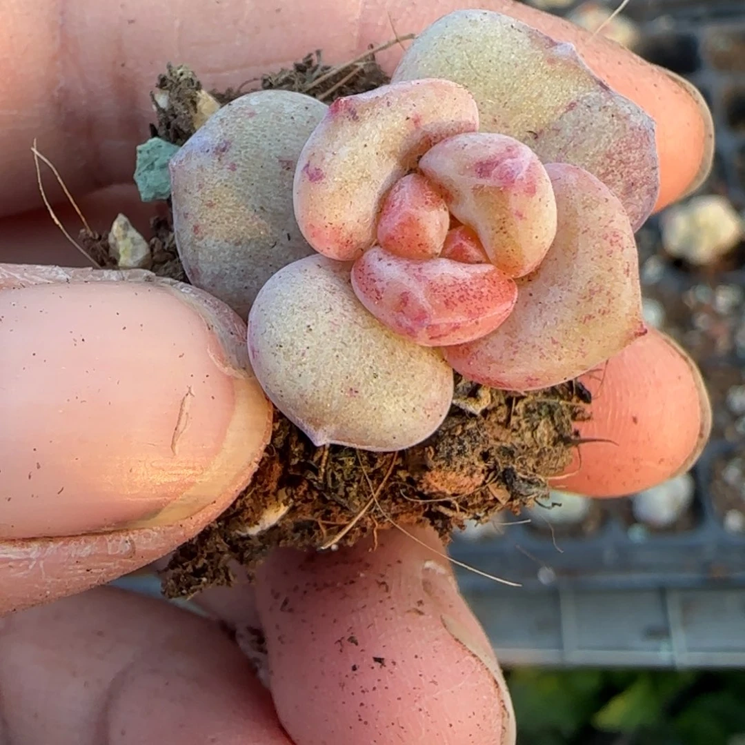 多肉小卡拉米糖心一物一拍