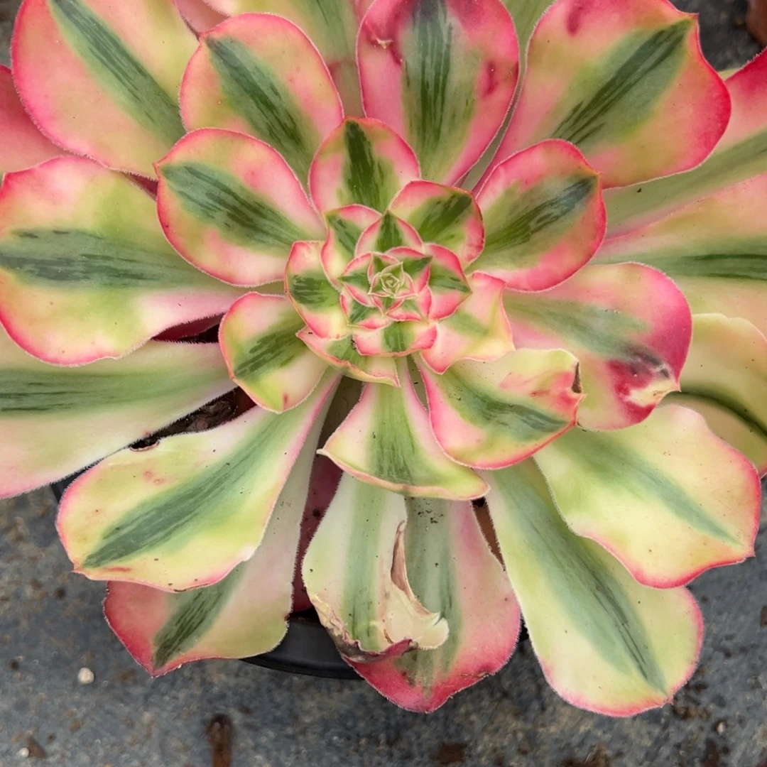 179爱丽丝多肉多肉多肉