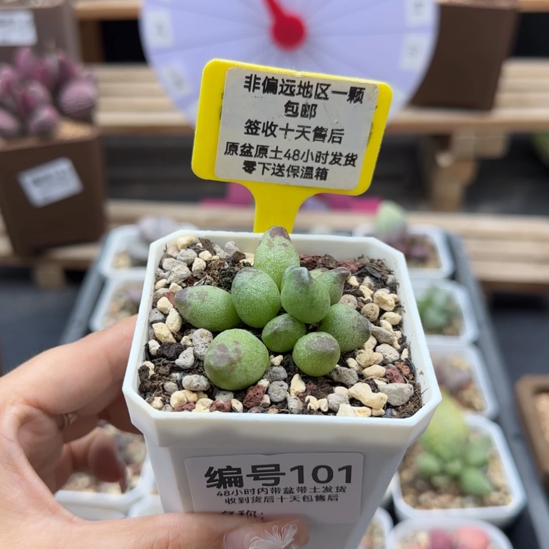 101鼓槌多肉植物