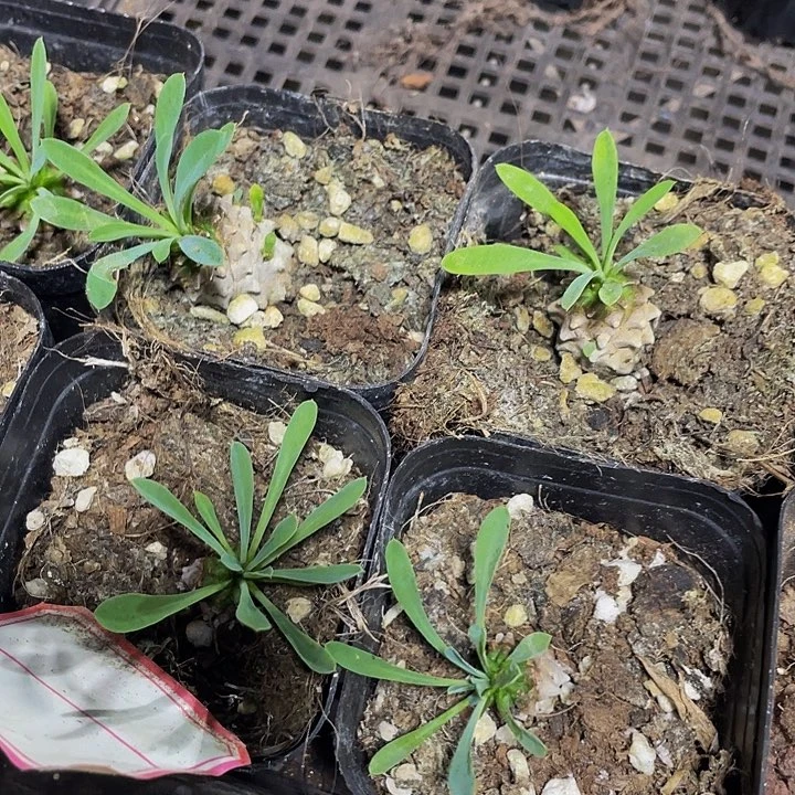 小菠萝2.8带盆土发货