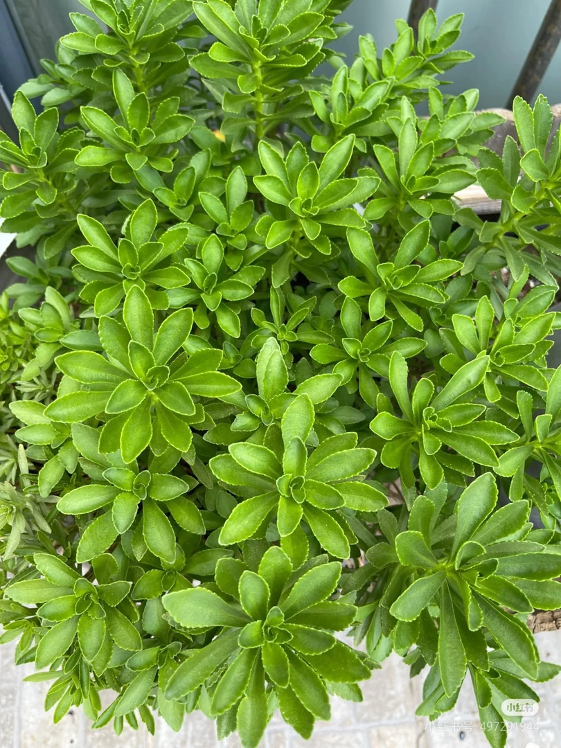 云南白药止痒草养心菜景天三七四季阳台庭院