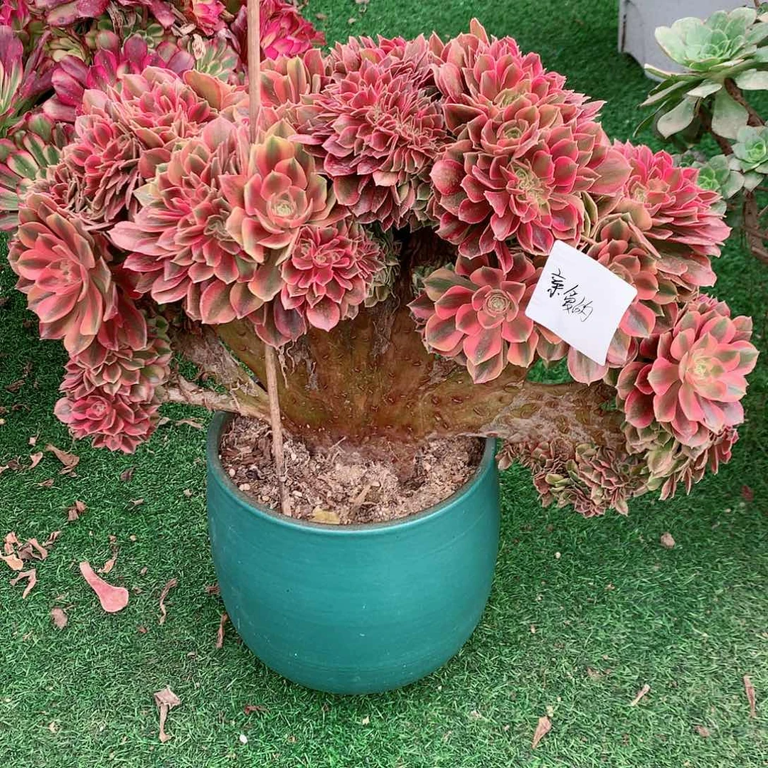 【闪购商品】亲*的洛神缀，多肉