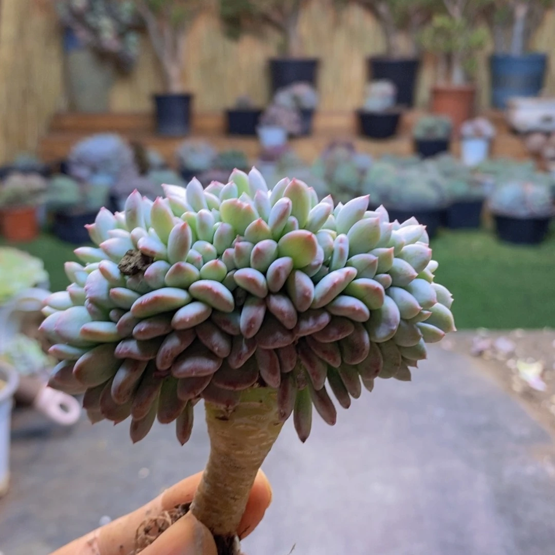 ?****?125号玛瑙缀多肉