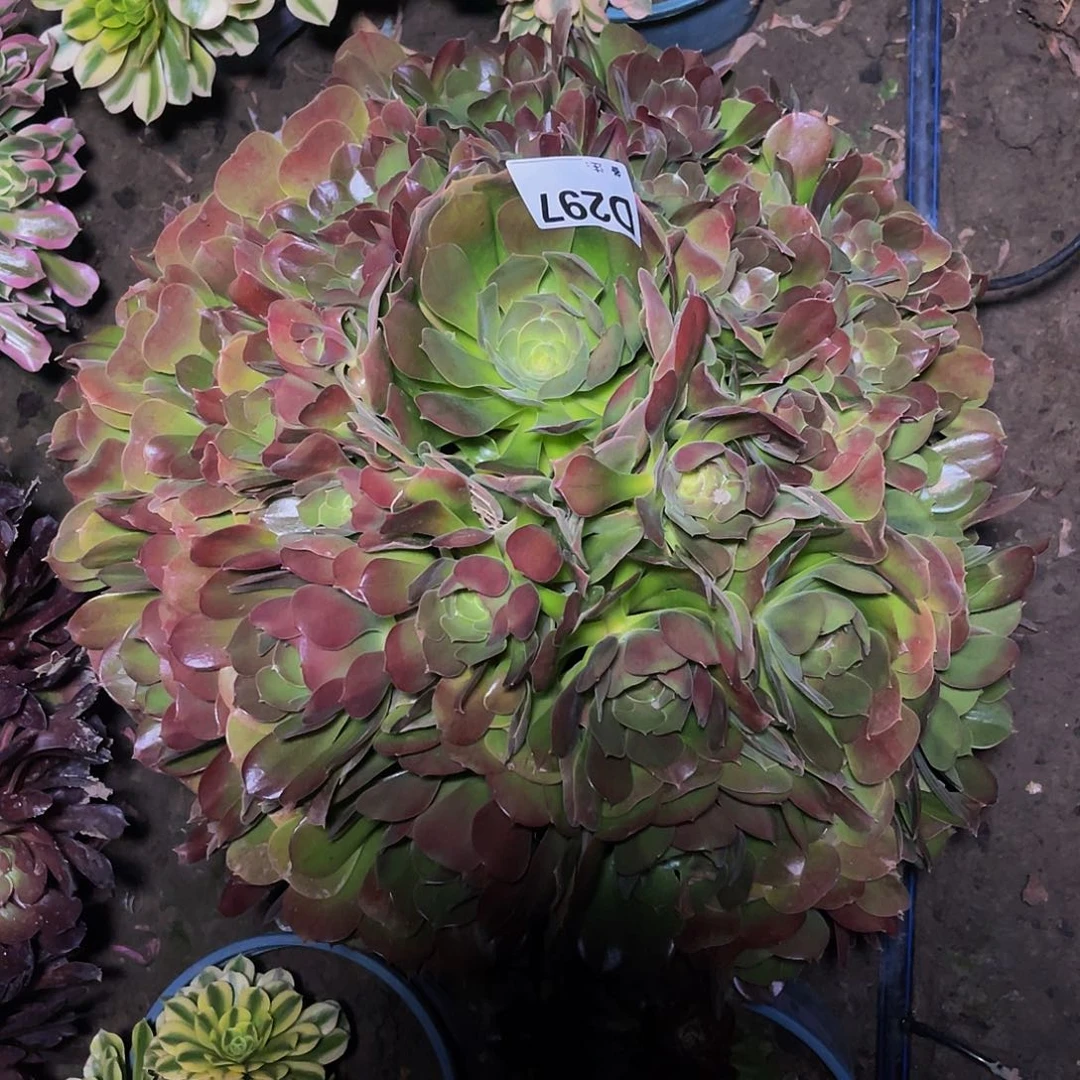 法师法师13/-40包邮法师