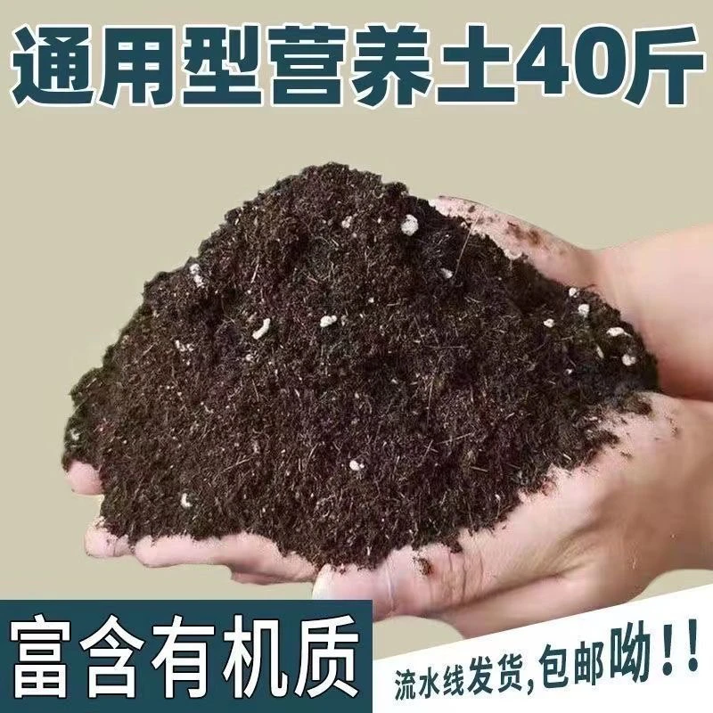 君子兰植物专用营养土室内钱串子护花使者精致