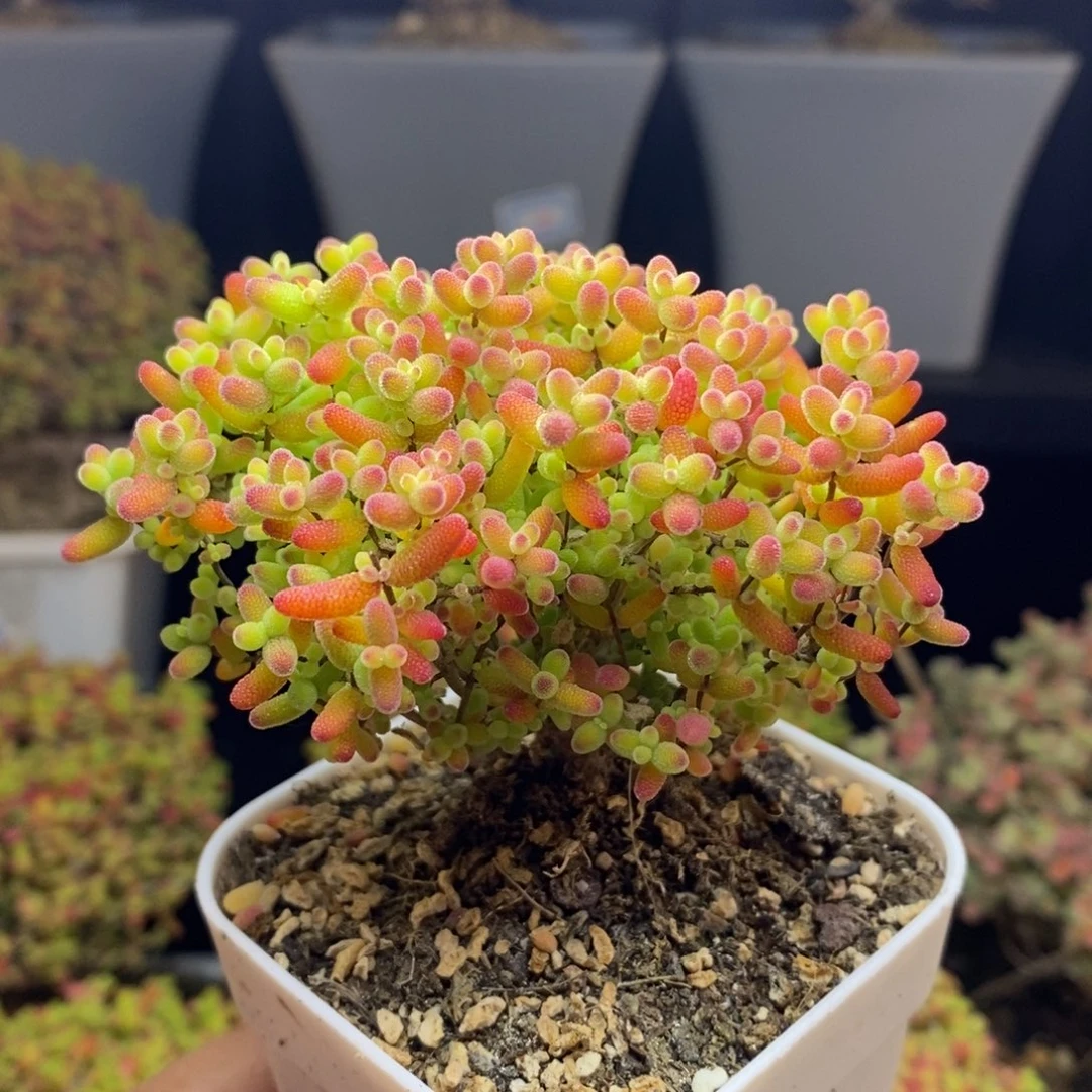 无花朵29号蜜橘糖球（直杆）