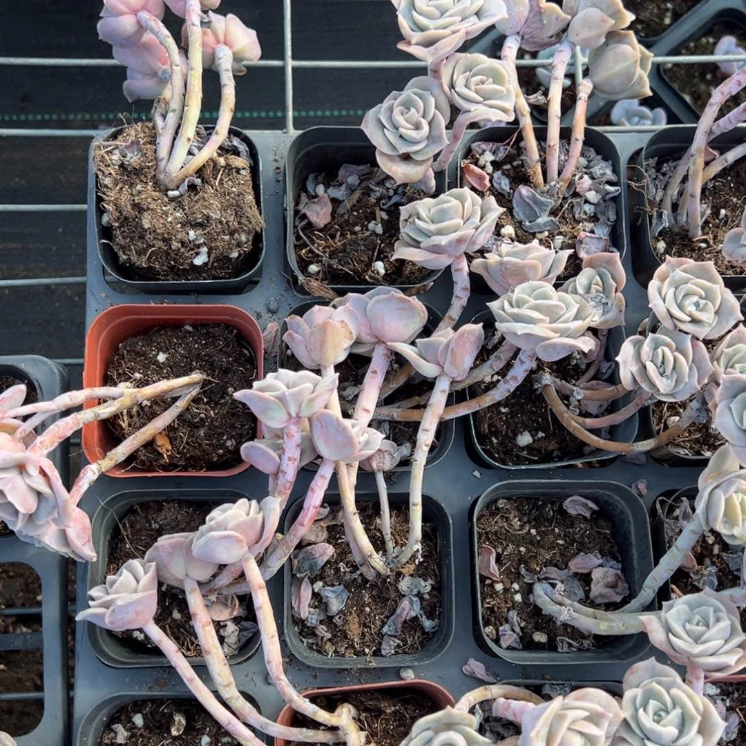 可爱玫瑰三头一颗量拍多肉满20包邮下午发