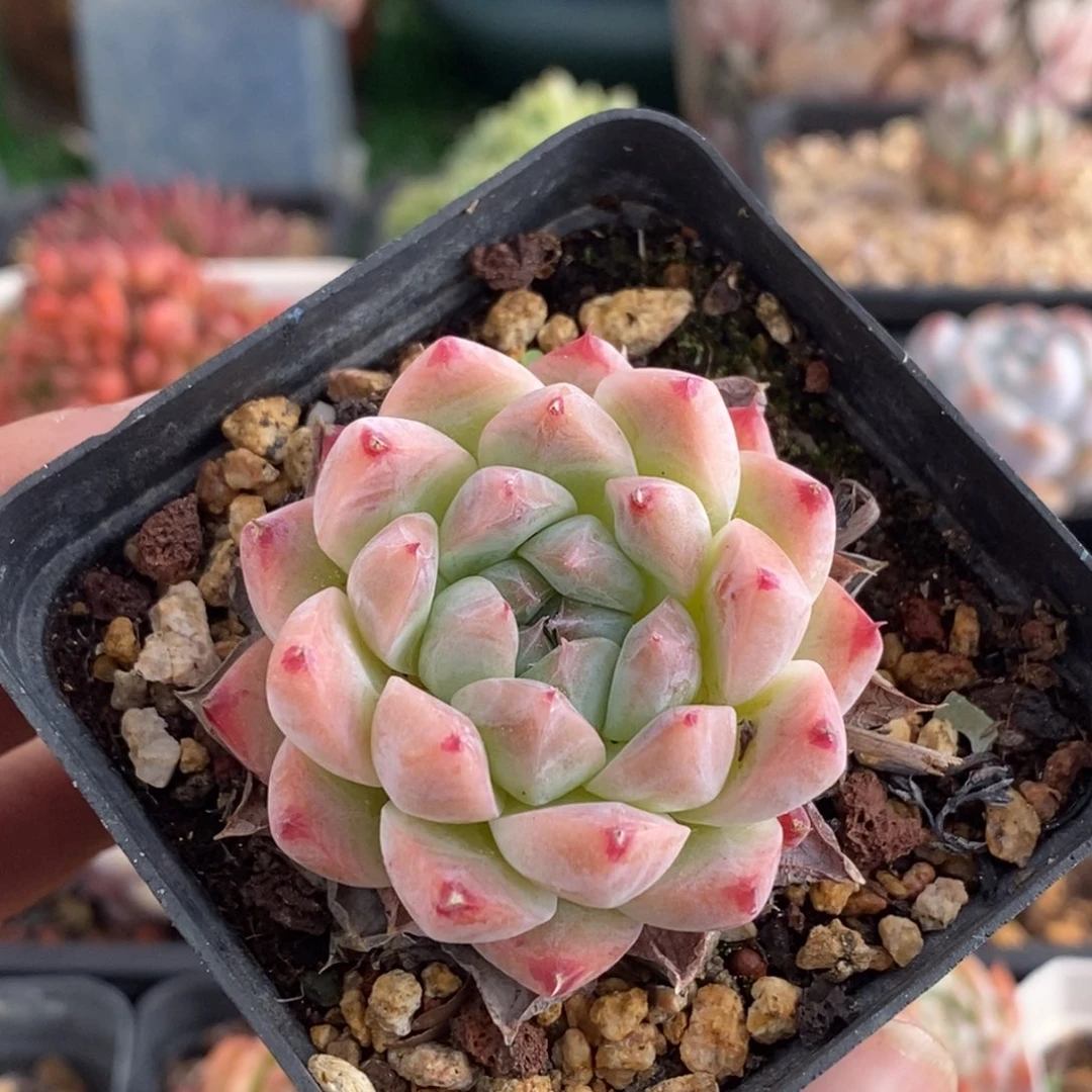 如梦令精控单头一物一拍