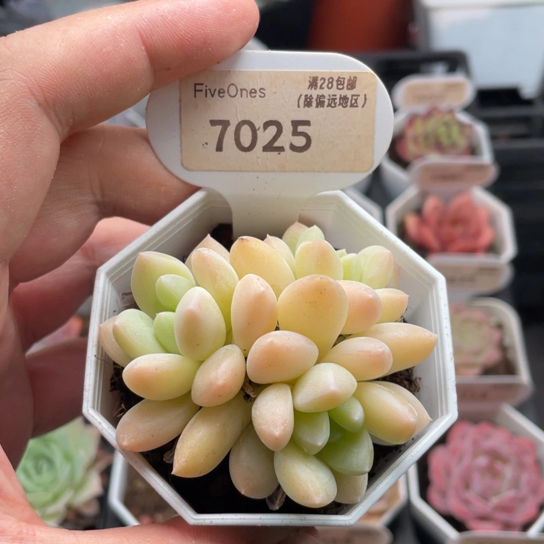 阮林玉7025-6厘米