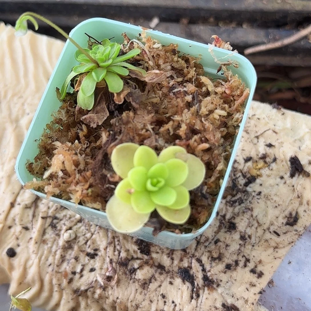 完全开放捕虫堇2棵