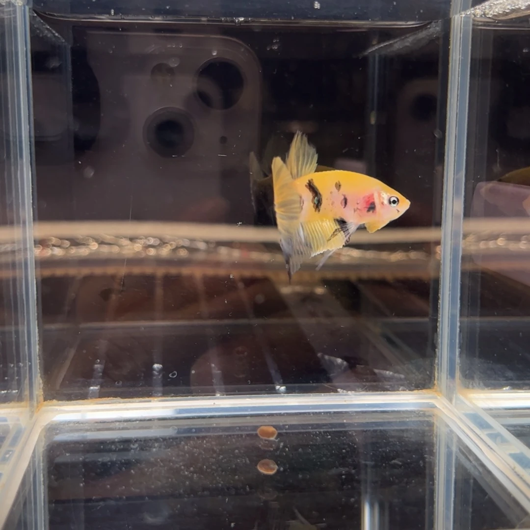 海胆宙斯斗鱼竞拍11-24