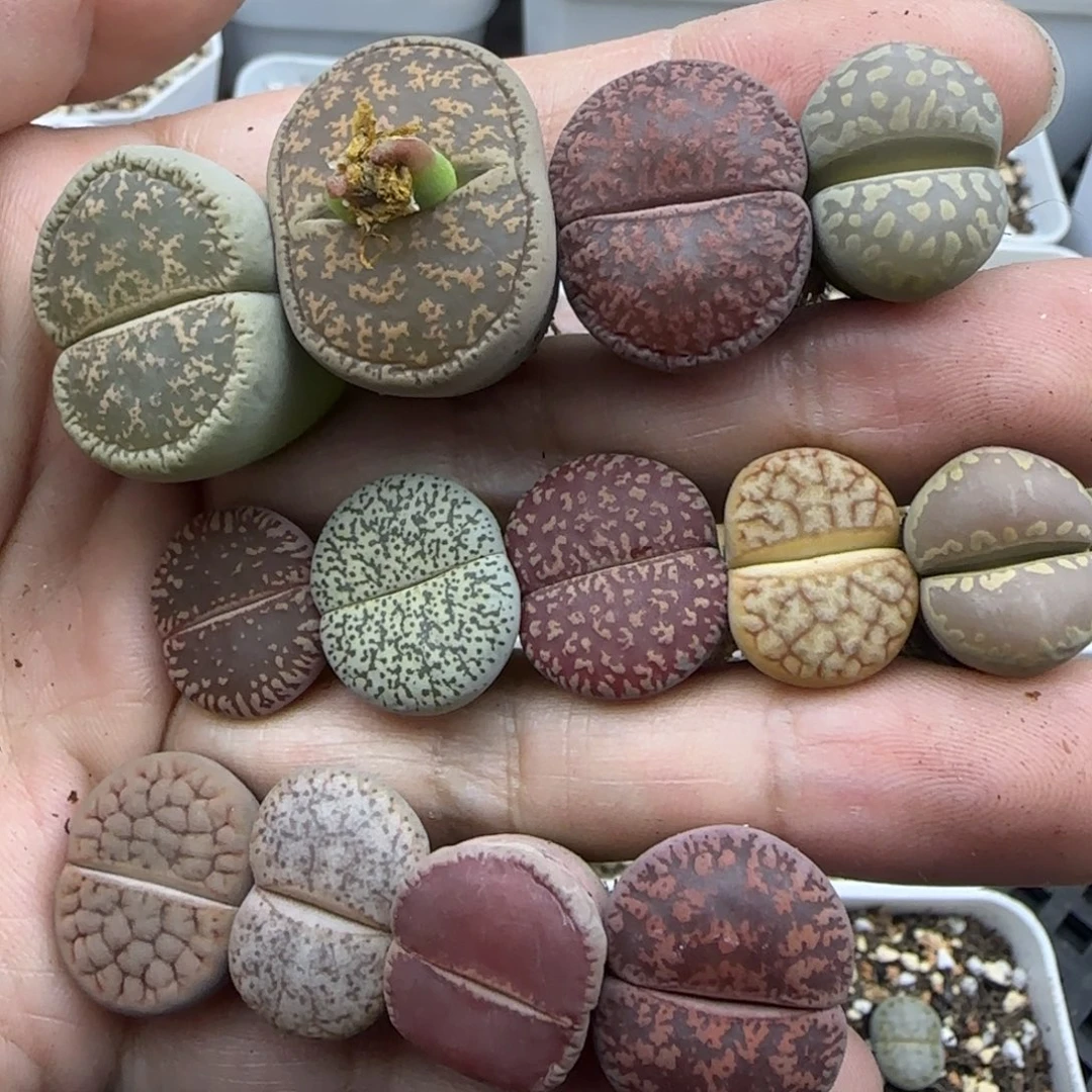 006 清框福利30包邮