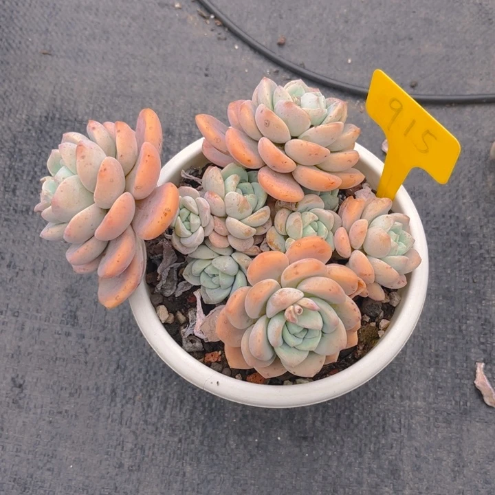 露凝香多肉植物915