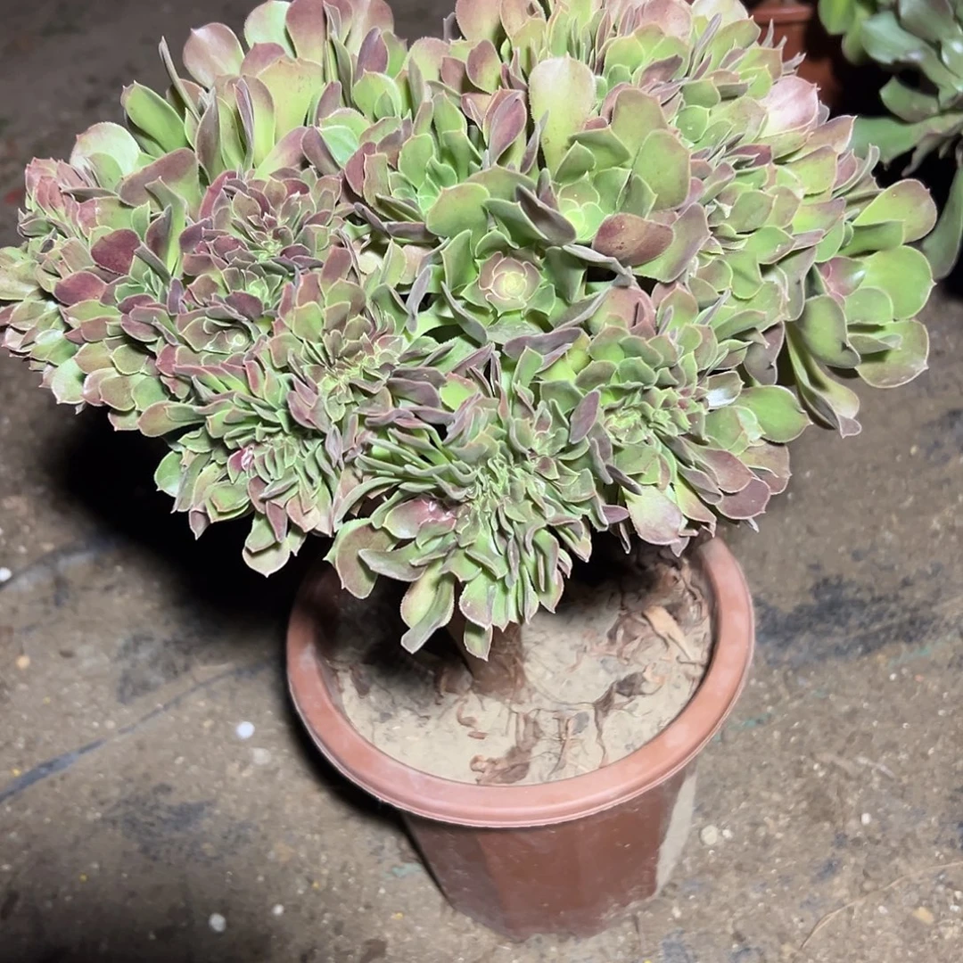 @***李多327肉植物玫瑰缀花