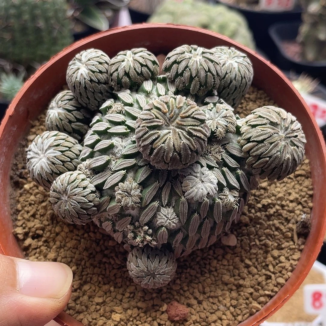 8公分 浓赤花精巧丸仙人球