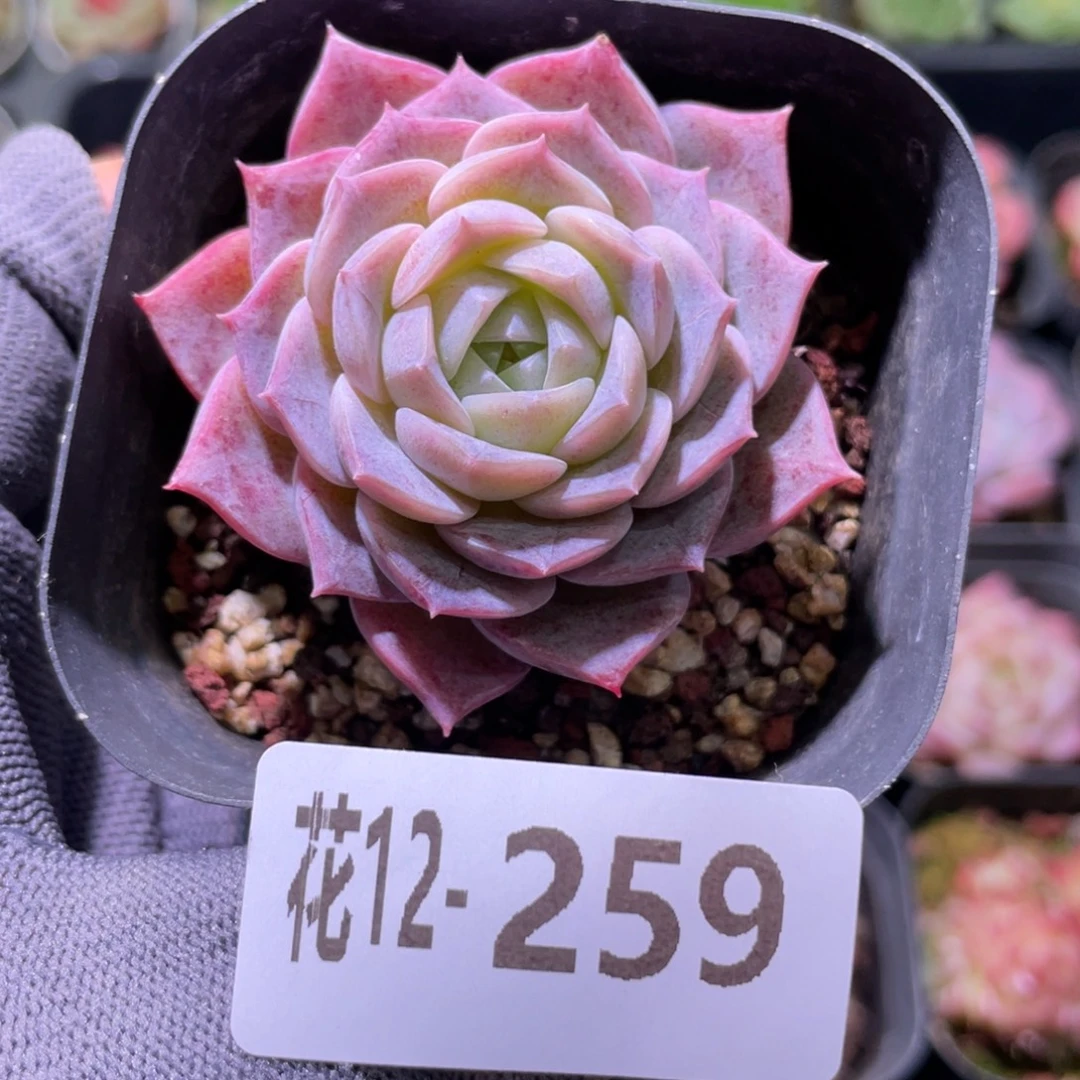 花利美12-259纯爱