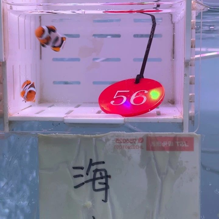 公2-5热带海域黑卡双勾毕加索2条2-3