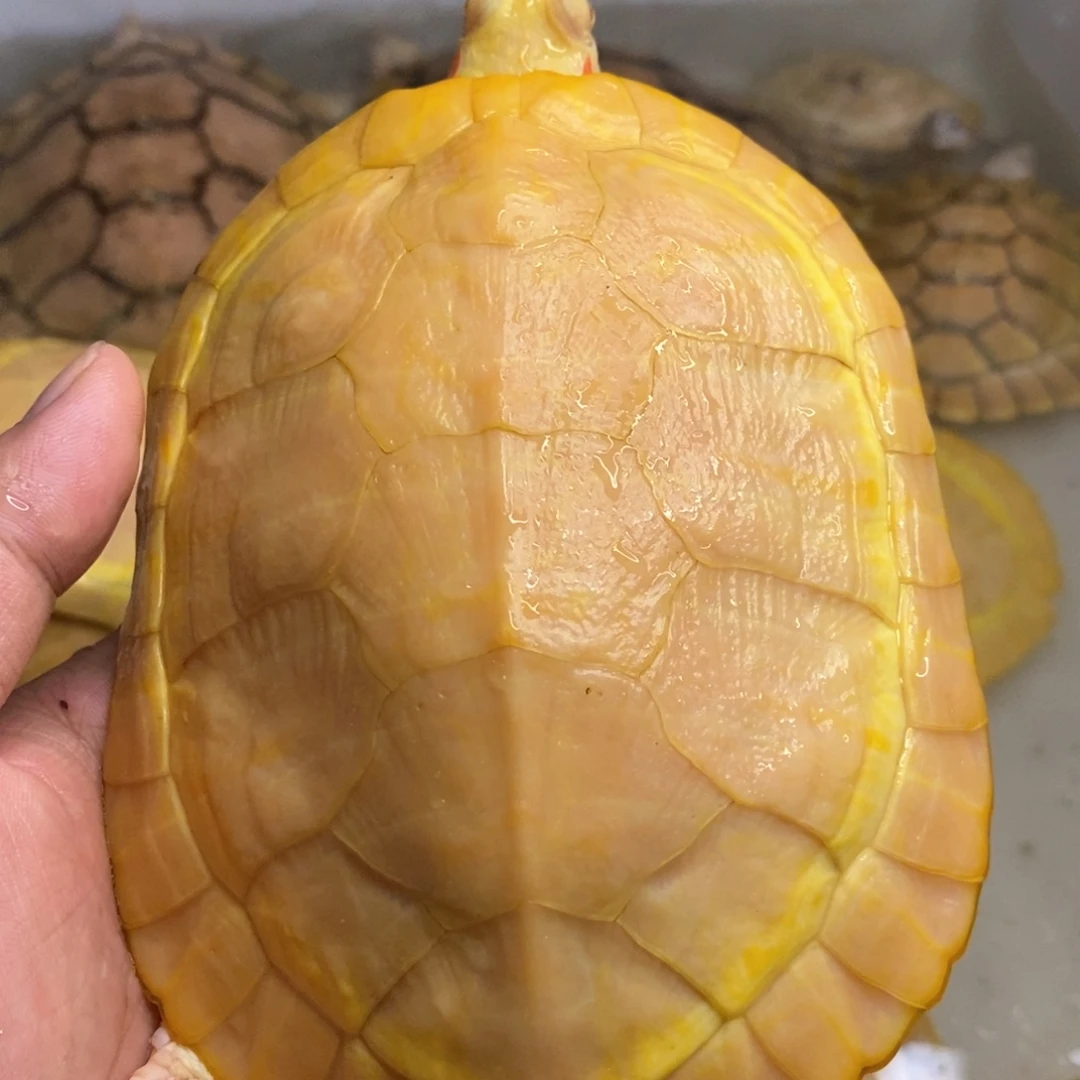 母绿毛龟白巴公一个